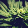 cannabis